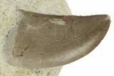 Serrated Dinosaur (Allosaurus) Tooth - Colorado #218327-2